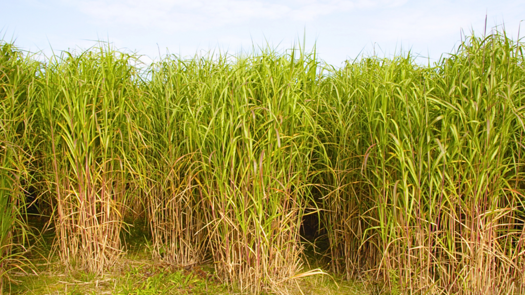 Miscanthus-Bestand aus eigenem Anbau der Wilken Gruppe